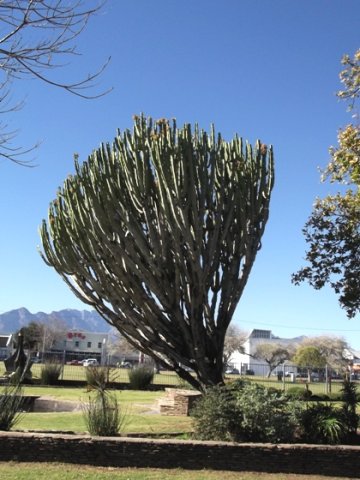 Euphorbia ingens living in Worcester